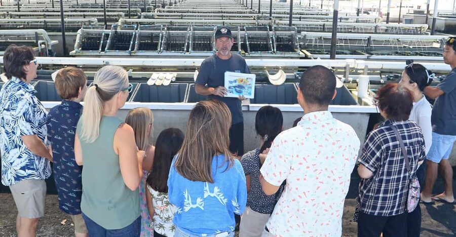 Big Island: Abalone Farm Guided Tour with Tasting - A one-hour look inside Hawaii’s abalone industry