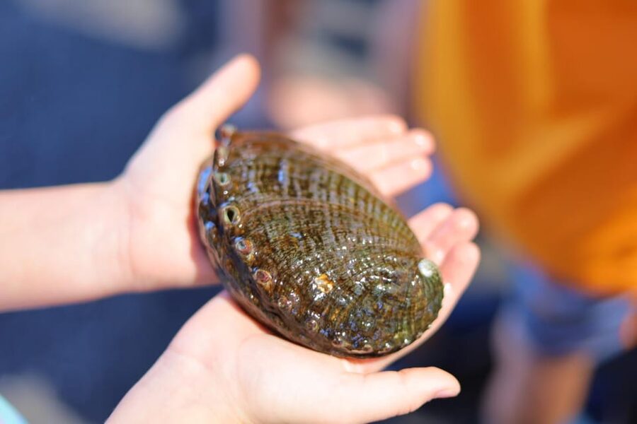 Big Island: Abalone Farm Guided Tour with Tasting - Should you book Big Island Abalone?