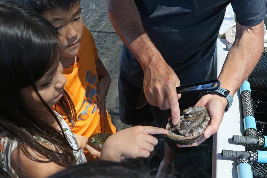 Big Island: Abalone Farm Guided Tour with Tasting - Two abalone tastings, two different impressions