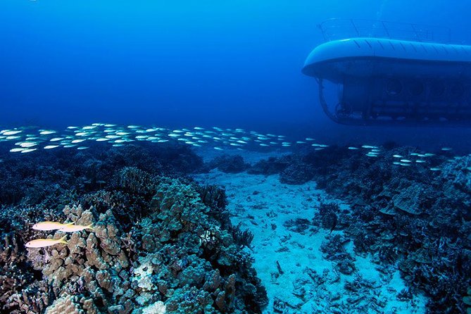 Big Island: Atlantis Submarine from Kona Beach - The guide makes the difference