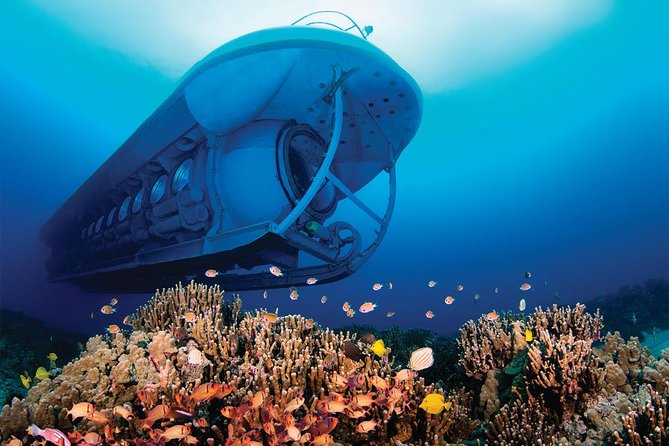 Big Island: Atlantis Submarine from Kona Beach - Why families and mixed-age groups like it
