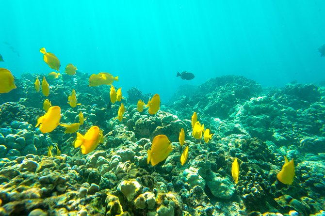 Big Island: Captain Cook Snorkel On A Power Catamaran With Lunch - Who will enjoy this Captain Cook tour most?