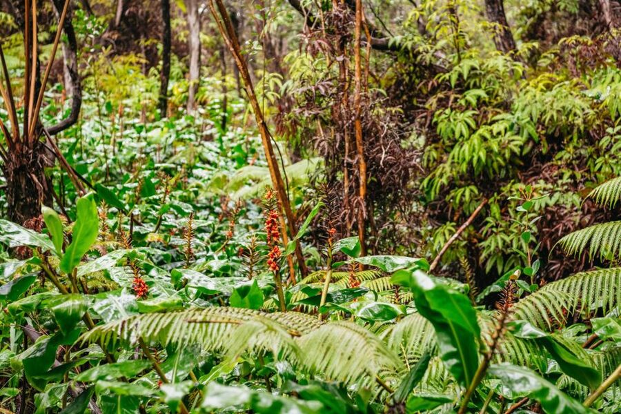Big Island: Hawai'i Volcanoes National Park Guided Hike - Group size, pace, and physical demands
