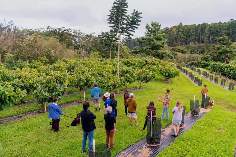 Big Island Hawaii: Craft Chocolate Tasting and Farm Tour - Starting in the orchard canopy