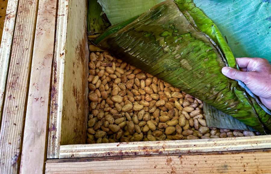 Big Island Hawaii: Craft Chocolate Tasting and Farm Tour - What the $130 price includes