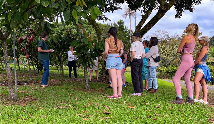 Big Island Hawaii: Craft Chocolate Tasting and Farm Tour - Should you book Honolii Orchards?