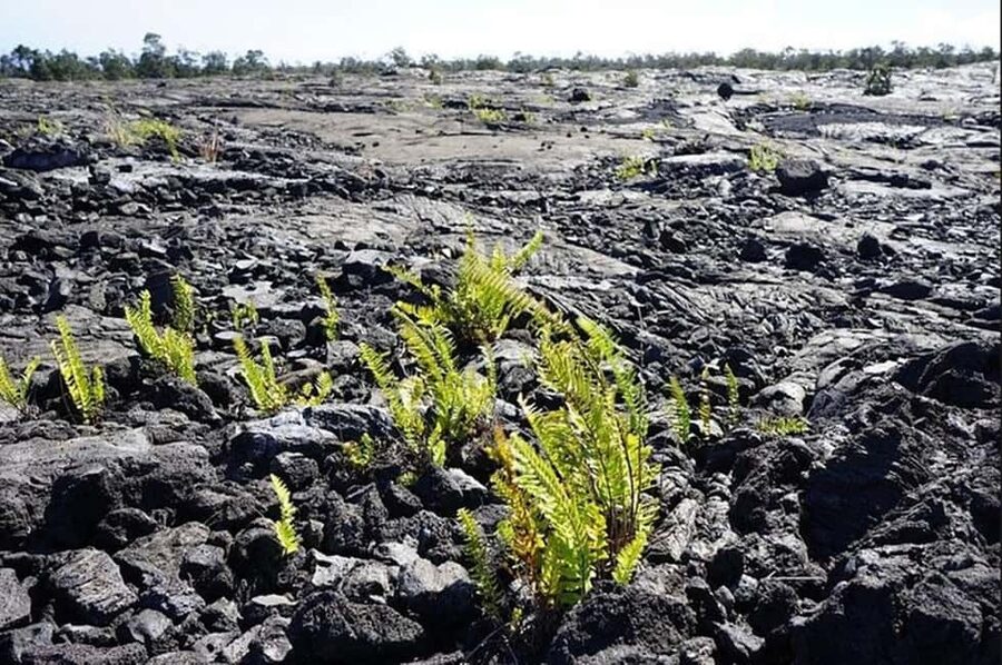 Big Island Hawaii Volcano Day tour from Oahu and Hotel PU - Why this Oahu to Big Island day trip works