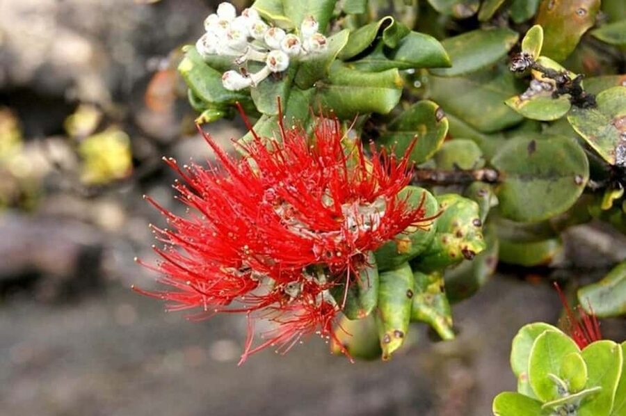Big Island Hawaii Volcano Day tour from Oahu and Hotel PU - Into Hawaiʻi Volcanoes National Park
