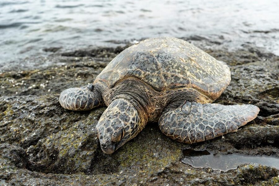 Big Island: Hawaii Volcanoes National Park and Hilo Tour - Punaluʻu black sand beach and the turtle watch