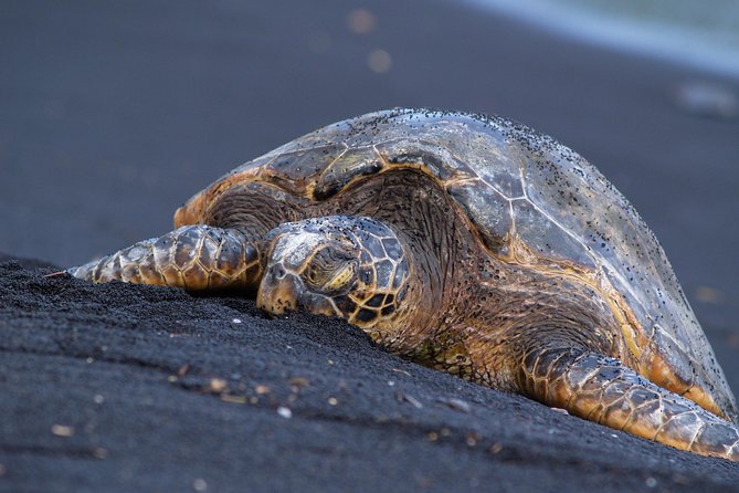 Big Island Highlights: Coffee, Volcano, Black Sands & Waterfall - Punaluʻu Black Sand Beach and the chance to see honu