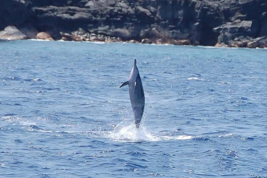 Big Island: Kealakekua Bay, Captain Cook & Marine Life Tour - The Kona coast from the boat
