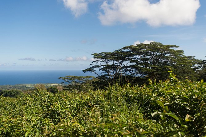Big Island Kohala Canopy Zipline Adventure - The course suits beginners, with a few qualifications