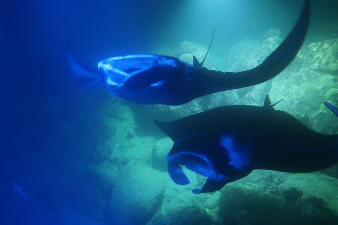 Big Island: Kona Manta Ray Snorkel Tour in Keauhou Harbor - Keauhou Harbor keeps the outing compact