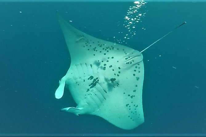 Big Island: Kona Manta Ray Snorkel Tour in Keauhou Harbor - Guides, safety, and the level of swimming skill you need