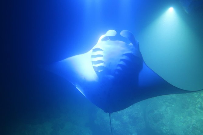 Big Island: Kona Manta Ray Snorkel Tour in Keauhou Harbor - The $25 price is unusually low, with a few add-ons