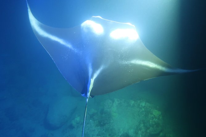 Big Island: Kona Manta Ray Snorkel Tour in Keauhou Harbor - Scheduling is the main risk