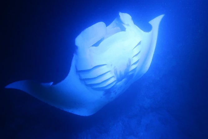Big Island: Kona Manta Ray Snorkel Tour in Keauhou Harbor - What to bring and how to prepare
