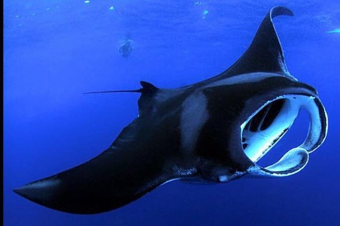 Big Island Manta Ray Night Snorkel - Why Kona’s night manta encounter is so unusual