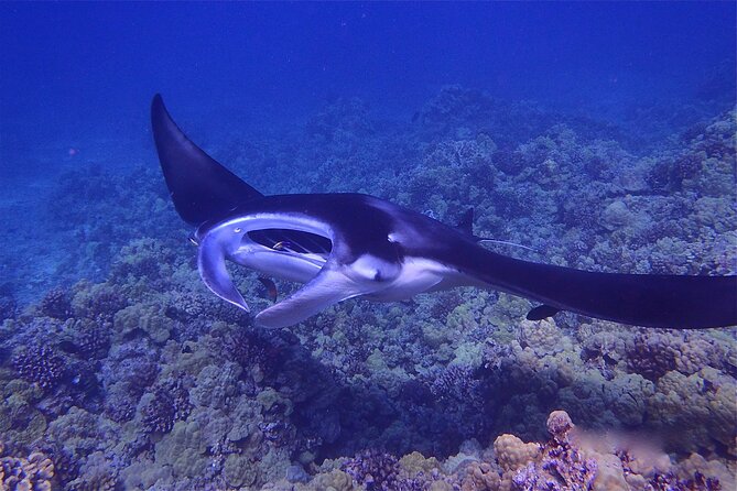 Big Island Manta Ray Night Snorkel - Watching the manta rays from the lighted board
