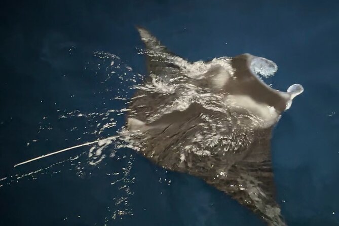Big Island: Manta Ray Night Snorkeling Adventure in Kailua-Kona - From Honokohau Harbor to the open ocean