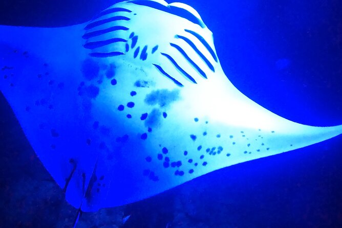 Big Island: Manta Ray Night Snorkeling Adventure in Kailua-Kona - What happens at the lighted raft