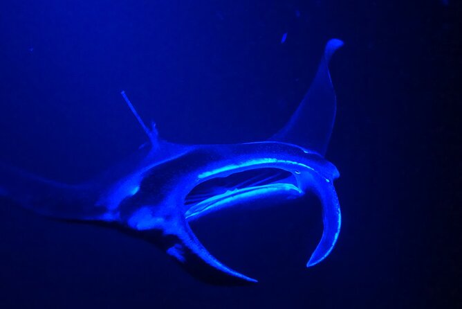 Big Island: Manta Ray Night Snorkeling Adventure in Kailua-Kona - A sunset cruise with useful extras