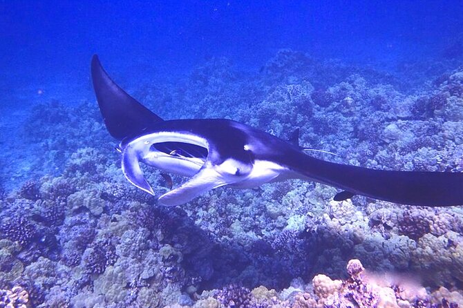 Big Island: Manta Ray Night Snorkeling Adventure in Kailua-Kona - Who will enjoy this most