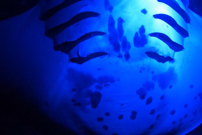 Big Island: Manta Ray Night Snorkeling Adventure in Kailua-Kona - Practical details that can make or break the night