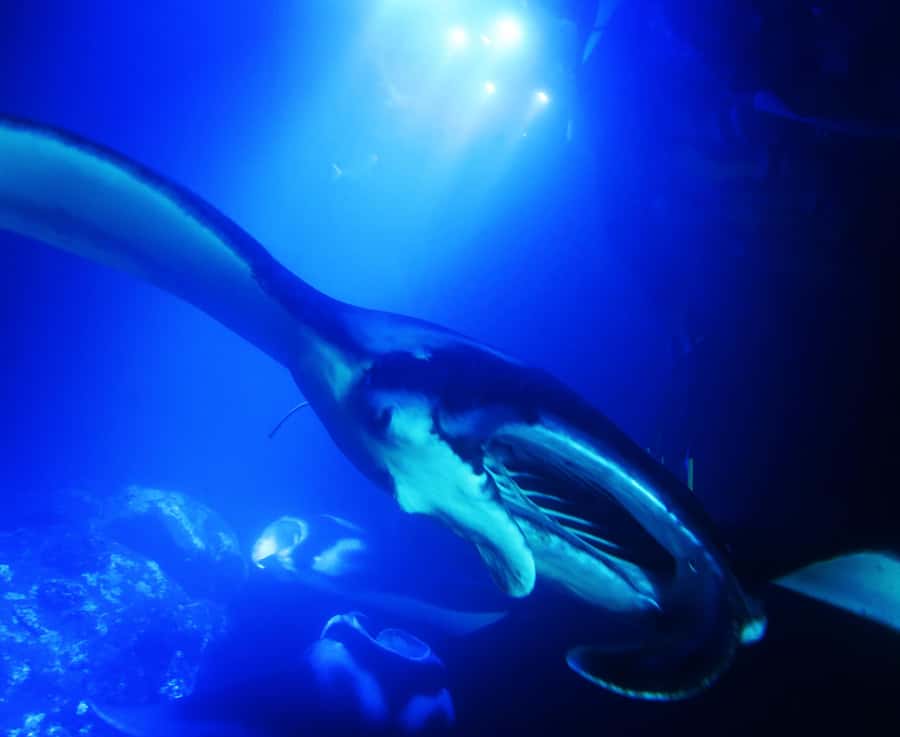 Big Island: Manta Ray Snorkel Boat Tour - Quick take: what matters most