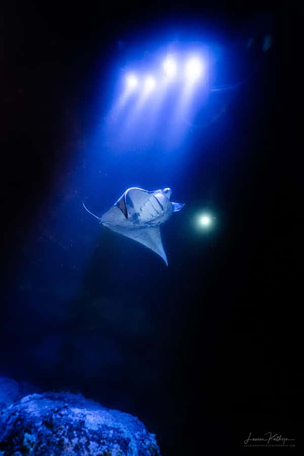 Big Island: Manta Ray Snorkel Boat Tour - Why Kona’s manta ray outing is such a big deal