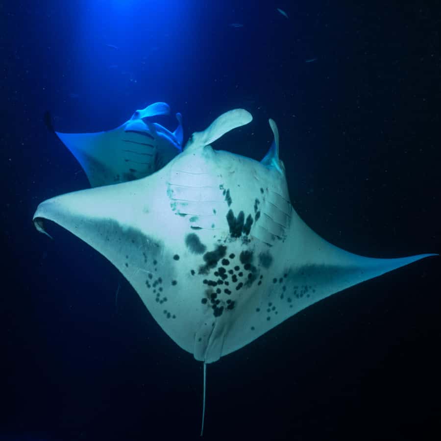 Big Island: Manta Ray Snorkel Boat Tour - The 20-minute safety briefing