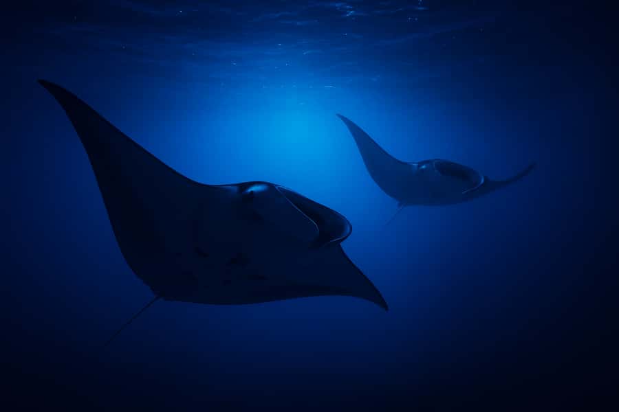 Big Island: Manta Ray Snorkel Boat Tour - The 15 to 25-minute ride from Kona