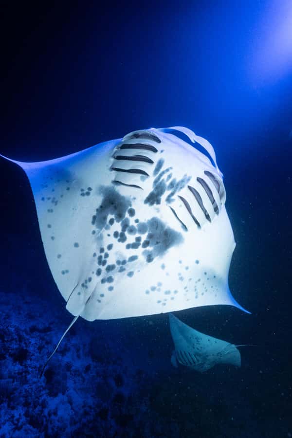 Big Island: Manta Ray Snorkel Boat Tour - The ride back and the two-hour time frame