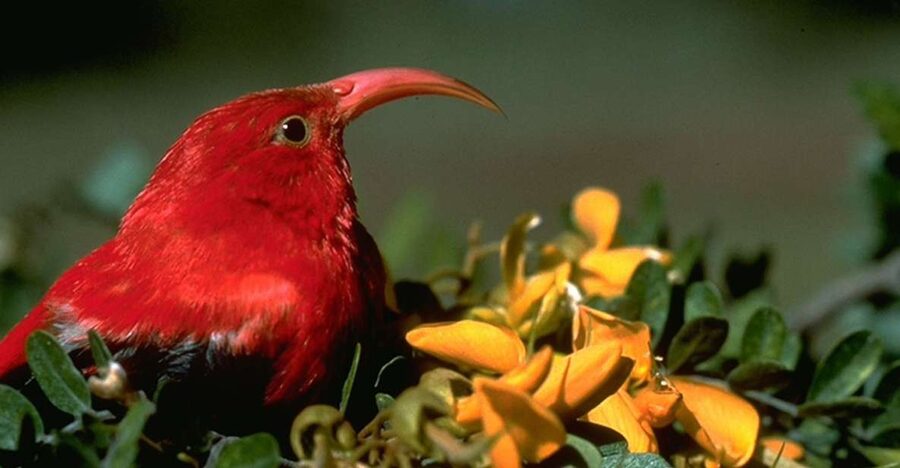 Big Island: Native Bird Watching & Hiking Tour - Five hours of forest walking and birding