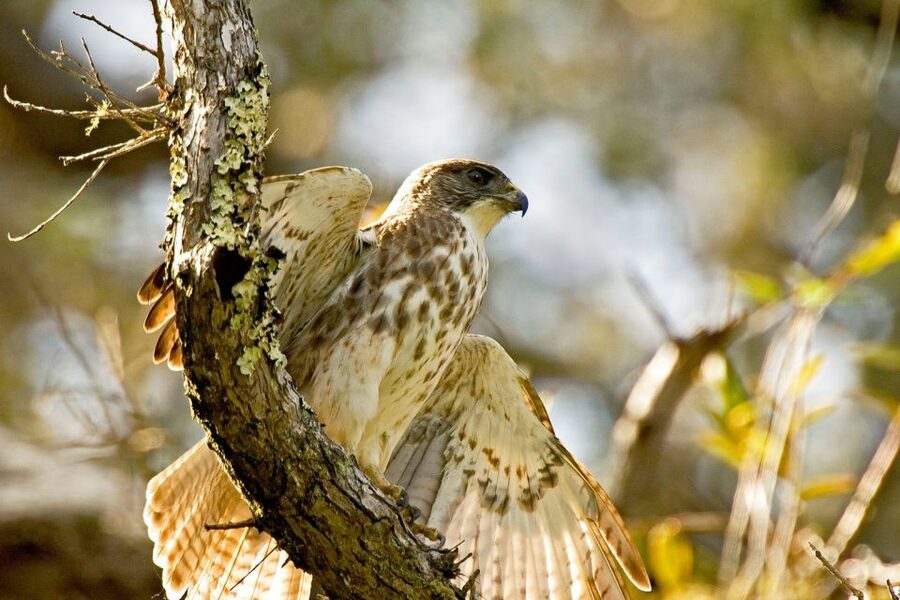 Big Island: Native Bird Watching & Hiking Tour - Plants, caterpillars, and more than birds
