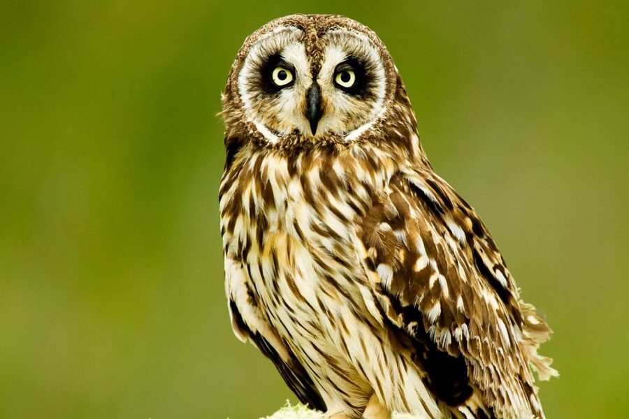 Big Island: Native Bird Watching & Hiking Tour - Lunch, gear, and practical comforts