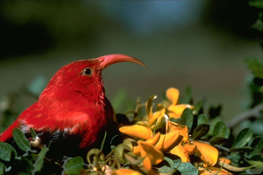 Big Island: Native Bird Watching & Hiking Tour - Starting from Kona or Waikoloa