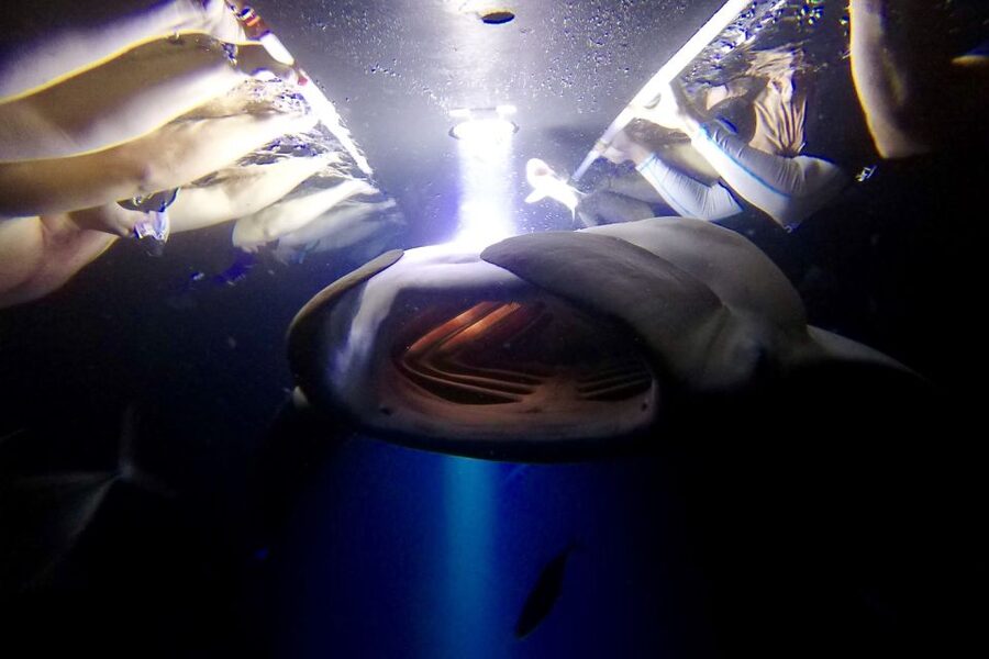 Big Island: Night Swim with Manta Ray with Hot Chocolate - Key Points