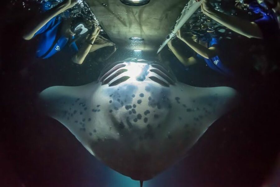 Big Island: Night Swim with Manta Ray with Hot Chocolate - What Makes the Kona Manta Swim Special