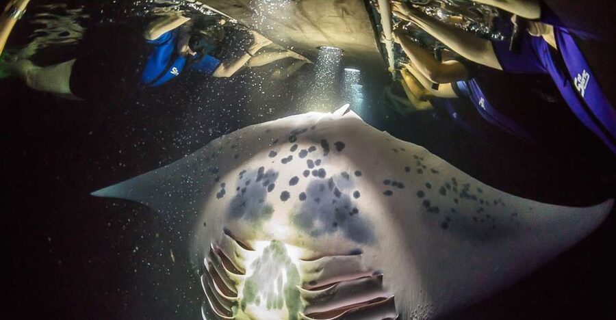 Big Island: Night Swim with Manta Ray with Hot Chocolate - How the Nighttime Viewing Works