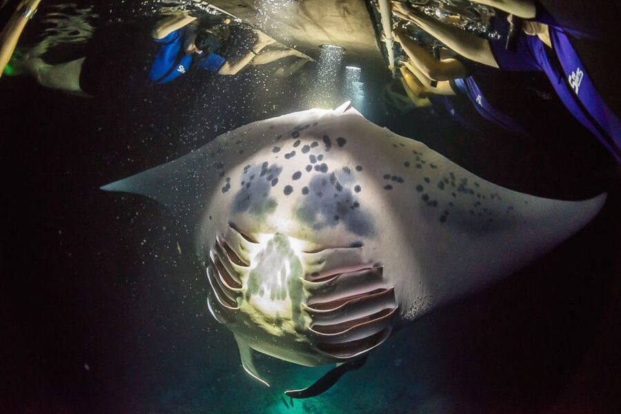Big Island: Night Swim with Manta Ray with Hot Chocolate - From Keauhou Bay to the Lighted Raft