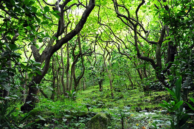 Big Island North Island Jungle Adventure - Self-Guided Audio Tour - The Hamakua Coast packs in short walks and big waterfalls