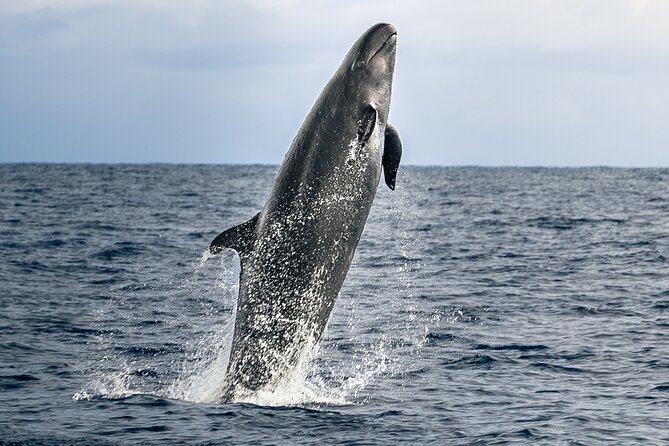 Big Island: Pelagic Whale Watch Tour - Key things to know before booking
