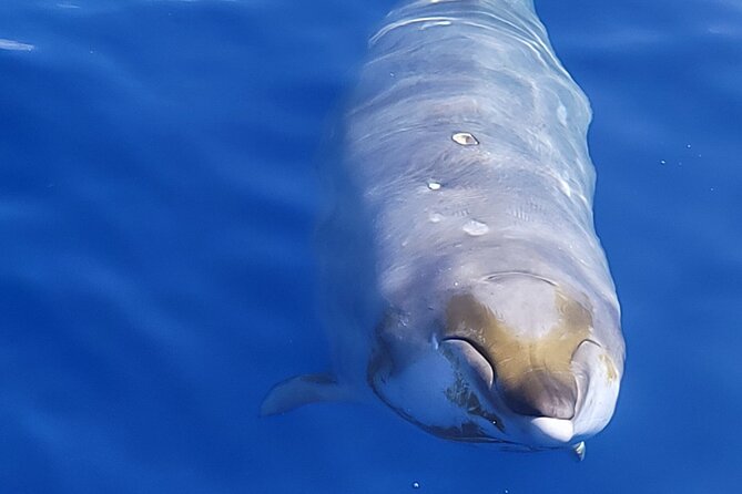 Big Island: Pelagic Whale Watch Tour - Why this Kona whale watch is different