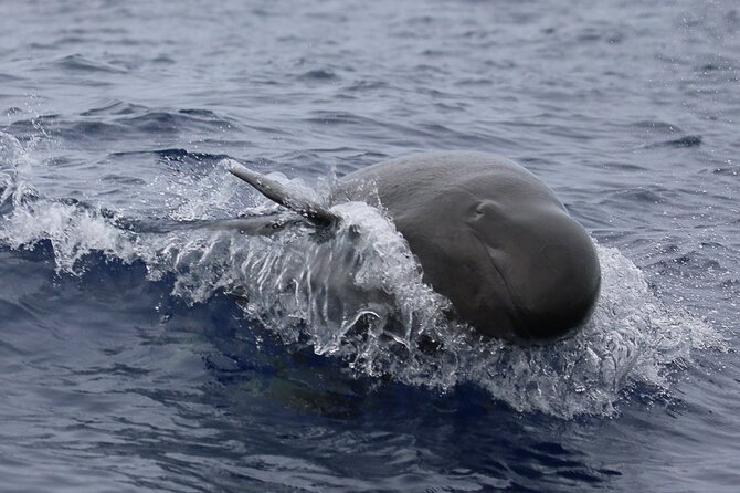 Big Island: Pelagic Whale Watch Tour - Comfort, seating, and what to bring