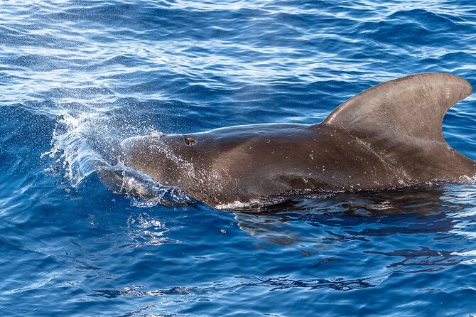 Big Island: Pelagic Whale Watch Tour - Is $129 a fair price?