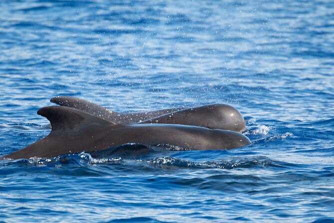 Big Island: Pelagic Whale Watch Tour - Who should book this experience?