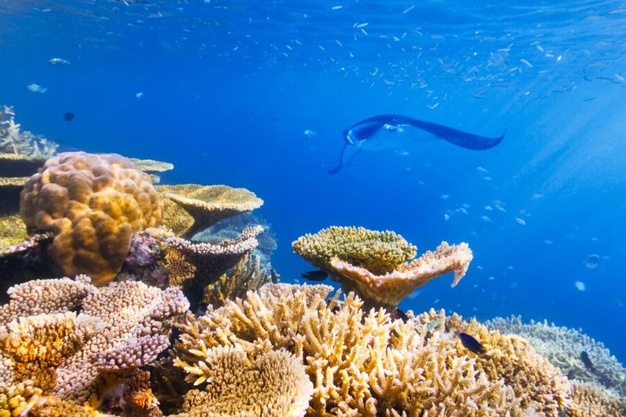 Big Island: Snorkel with Manta Rays - Manta Guarantee - Key points to know before you book