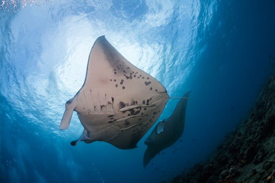 Big Island: Snorkel with Manta Rays - Manta Guarantee - Watching manta rays feed beneath the HokuNui