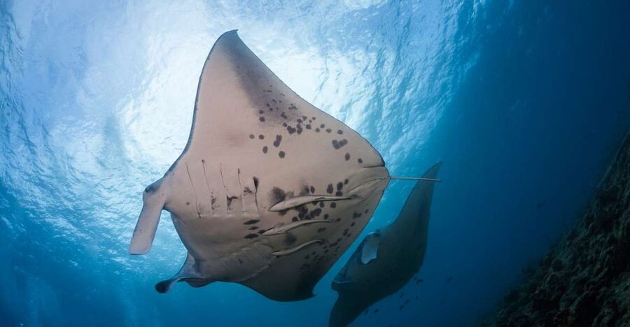 Big Island: Snorkel with Manta Rays - Manta Guarantee - About 45 minutes in the water